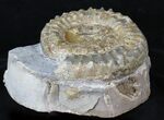 Microderoceras Ammonite - Dorset, England #30779-2